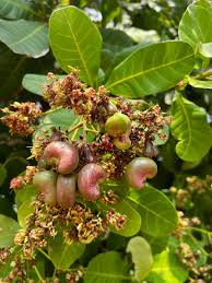 Image result for Anacardium occidentale