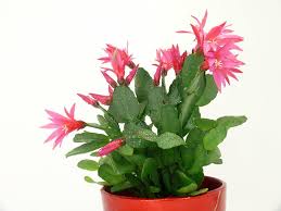 Pruning is easy and keeps them healthy, bushy and blooming beautifully. Piscopo Gardens The Christmas Cactus Most Species Of Facebook