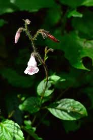 Image result for Isoglossa punctata