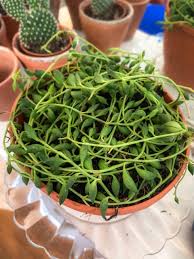 String of pearls had me at first sight & i knew i wanted one for my very own. String Of Tears String Of Lemons Care Guide Curio Herreaeus