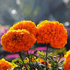 Top 25 Most Beautiful Marigold Flowers Beautiful Flowers Marigold Flower Annual Plants