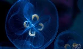 الباحثون يسعون إلى حل مشكلة القناديل البحري ة وما تسببه من خسائر fish pet