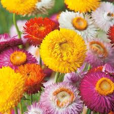 Image result for Helichrysum