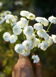 Image result for Feverfew