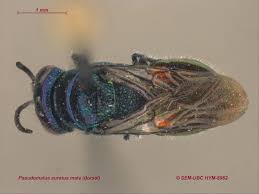 Image result for Pseudopod Ospermum