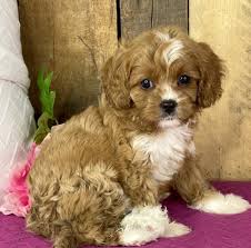 Puppies for sale near atlanta, georgia your search returned the following puppies for sale. Cavapoo Puppies Georgia Find A Puppy Online Home Land Puppies