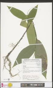 Image result for Klainedoxa gabonensis