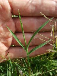 Image result for Cynodon dactylon