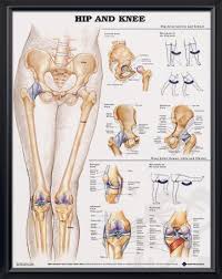 Pin On Anatomy Drawings