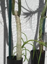 Image result for Kleinia sp.no.1