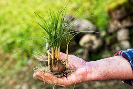 Saffron Not Flowering Learn Why A Saffron Crocus Is Not Blooming