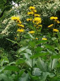 Image result for Ethulia vernonioides