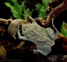 Giving you the whole picture | animal fact files. Surinam Toad Photo Wp08315