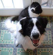 Picture Of Addie A Female Great Pyrenees Border Collie Animal Smile Unique Dog Breeds Dog Breeds