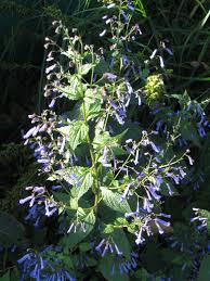 Image result for Isodon ramosissimus