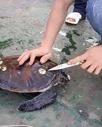 Thuyền viên cạo hà bám trên thân chú rùa con (Đồi mồi dứa). Xem video 3p đầy đủ trong phần bình luận. Nđ Mạnh | YTNHD | By Thiên Nhiên Hoang Dã |