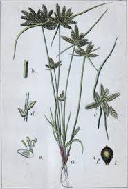 Image result for Pycreus gracillimus