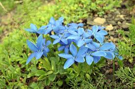 Image result for Chironia laxiflora