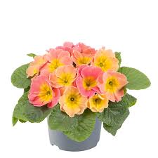 Image result for Primula