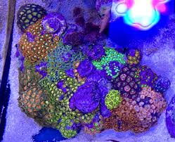 I'm sora aoi model and actress in films in japan i have 28 years born on november 11, 1983. Florida Beautiful Zoa Paly Garden Reef2reef Saltwater And Reef Aquarium Forum