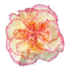 Wholesale Bi Color Yellow Red Carnations Carnation Flower Family Flowers Carnations