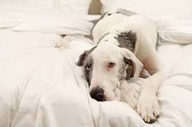 Your puppy will begin passing worms you'll want to continue to deworm a dog every three months or so for the rest of his life. Reproduction In Dogs Season Heat Oestrus Pregnancy Tests Vetwest Animal Hospitals