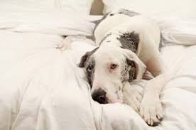 Early in the cycle, a female dog may not be receptive to male dogs, although some are receptive through the entire cycle. Reproduction In Dogs Season Heat Oestrus Pregnancy Tests Vetwest Animal Hospitals