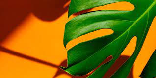 Download free, high quality stock images, for every day or commercial use. Shutterstock Free Trial Try Shutterstock For Free