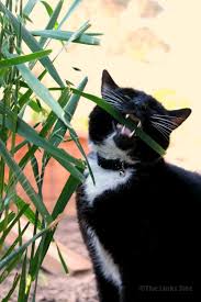 Submitted 2 years ago by deleted. How To Grow Cat Grass From A Surprisingly Simple Source Of Seeds The Links Site
