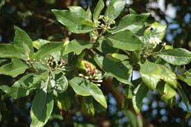 Image result for Vernonia auriculifera