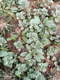 Image result for Endostemon villosus