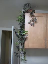 Indoor Climbing Plants How To Grow Climbing Houseplants Indoor Vines Climbing Vines Climbing Plants