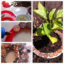 Make the ground unappealing to slugs. Pin By Melissa Bartlett On Outside Organic Gardening Tips Organic Gardening Lawn And Garden