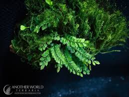 Image result for Asplenium hypomelas