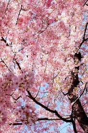Sakura Wallpaper Cherry Blossom Wallpaper Aesthetic Photography Nature Blossom