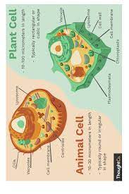 Plant Vs Animal Cell Diagram Plant And Animal Cells Animal Cell Cell Diagram