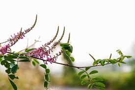 Image result for Indigofera garckeana