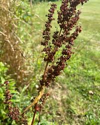 Image result for Rumex crispus