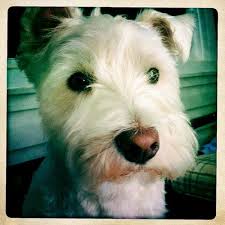 Sweet Face Westies West Highland White Terrier White Terrier
