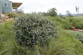 Image result for Westringia