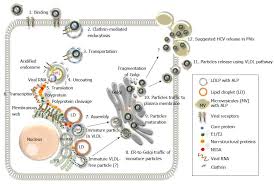 Суммарные антитела к вирусу вирус гепатита с, определение рнк кол. Hepatitis C Virus Morphogenesis Infection And Therapy