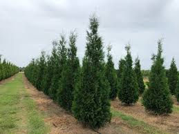 Image result for Hetaeria occidentalis