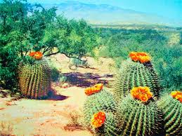Barrel cactus bloom during the spring and summer, typically between april and september. Barrel Cactus In Bloom Mixed Media By Dominic Piperata
