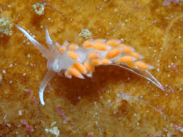 Image result for Selago albomarginata