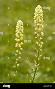 Image result for Resedaceae