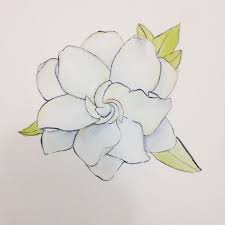 Gardenia Drawing At Getdrawings Com Flower Drawing Drawings Flower Art
