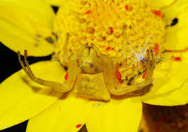 We did not find results for: What Are Mites The Red Velvet Mite Trombidiidae Owlcation