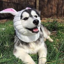 Bunny Rabbit Zoo Snood Dog Snood Pomsky Puppies Pomeranian Puppy
