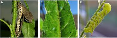 Image result for Buchnera attenuata