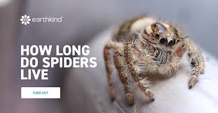 As summer transitions to autumn, cooling temperatures prompt them to seek cover and find mates, which ultimately leads them to discover cracks and holes in homes. How Long Do Spiders Live Spider Life Cycle Lifespan